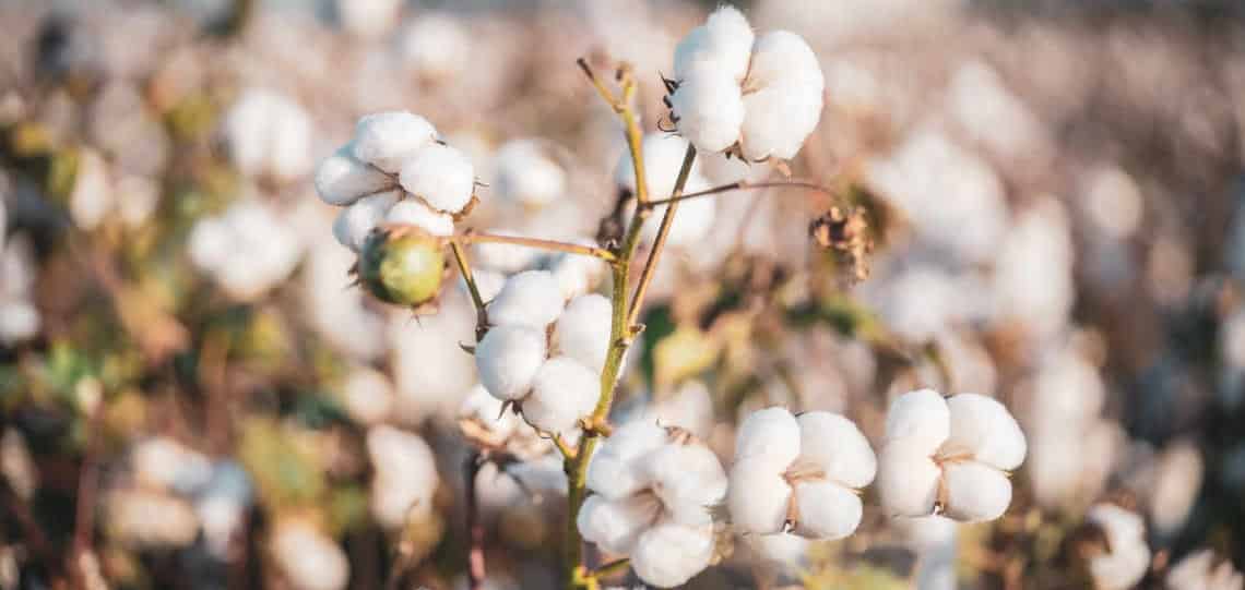 العربية لحليج الأقطان تتكبد خسائر مستقلة بنهاية 2024